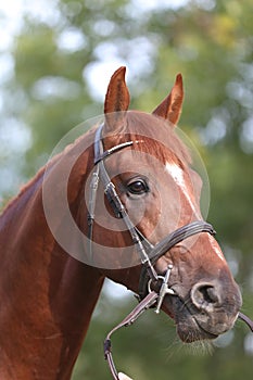 Headshot of a purebred horse against natural background at rural ranch on horse show summertime outddors