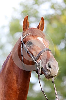 Headshot of a purebred horse against natural background at rural ranch on horse show summertime outddors