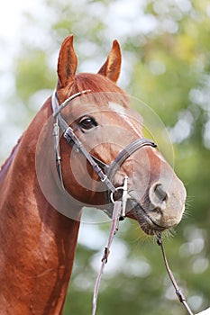 Headshot of a purebred horse against natural background at rural ranch on horse show summertime outddors