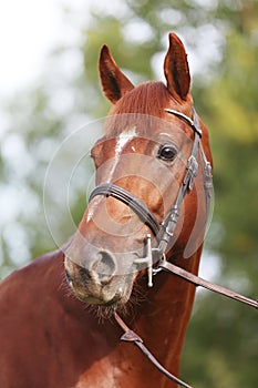 Headshot of a purebred horse against natural background at rural ranch on horse show summertime outddors