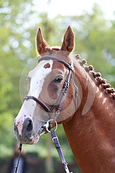 Headshot of a purebred horse against natural background at rural ranch on horse show summertime outddors