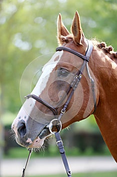 Headshot of a purebred horse against natural background at rural ranch on horse show summertime outddors