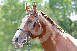 Headshot of a purebred horse against natural background at rural ranch on horse show summertime outddors