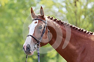 Headshot of a purebred horse against natural background at rural ranch on horse show summertime outddors