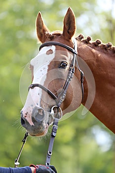 Headshot of a purebred horse against natural background at rural ranch on horse show summertime outddors