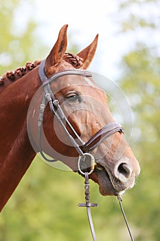 Headshot of a purebred horse against natural background at rural ranch on horse show summertime outddors