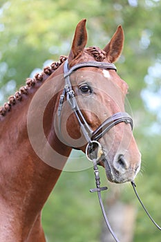 Headshot of a purebred horse against natural background at rural ranch on horse show summertime outddors