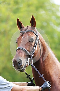 Headshot of a purebred horse against natural background at rural ranch on horse show summertime outddors