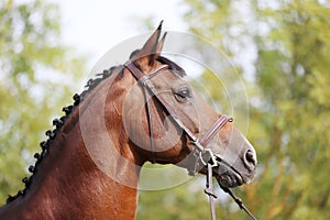 Headshot of a purebred horse against natural background at rural ranch on horse show summertime outddors