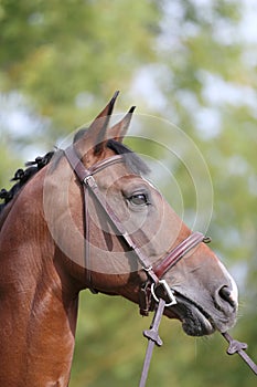 Headshot of a purebred horse against natural background at rural ranch on horse show summertime outddors