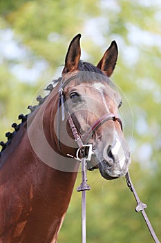 Headshot of a purebred horse against natural background at rural ranch on horse show summertime outddors