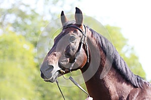 Headshot of a purebred horse against natural background at rural ranch on horse show summertime outddors