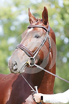 Headshot of a purebred horse against natural background at rural ranch on horse show summertime outddors