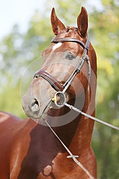 Headshot of a purebred horse against natural background at rural ranch on horse show summertime outddors