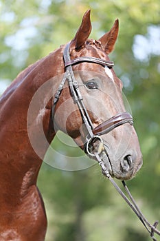 Headshot of a purebred horse against natural background at rural ranch on horse show summertime outddors