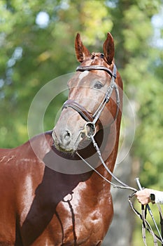 Headshot of a purebred horse against natural background at rural ranch on horse show summertime outddors