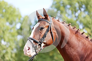 Headshot of a purebred horse against natural background at rural ranch on horse show summertime outddors