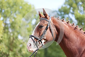 Headshot of a purebred horse against natural background at rural ranch on horse show summertime outddors