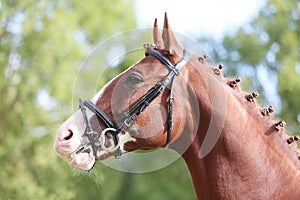 Headshot of a purebred horse against natural background at rural ranch on horse show summertime outddors