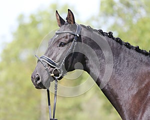 Headshot of a purebred horse against natural background at rural ranch on horse show summertime outddors
