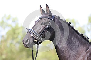 Headshot of a purebred horse against natural background at rural ranch on horse show summertime outddors