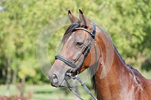 Headshot of a purebred horse against natural background at rural ranch on horse show summertime outddors