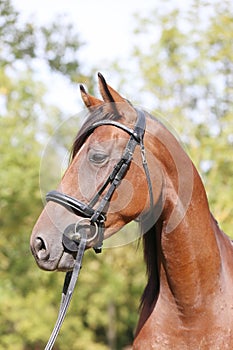 Headshot of a purebred horse against natural background at rural ranch on horse show summertime outddors