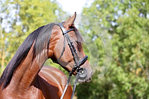 Headshot of a purebred horse against natural background at rural ranch on horse show summertime outddors