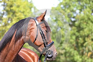 Headshot of a purebred horse against natural background at rural ranch on horse show summertime outddors