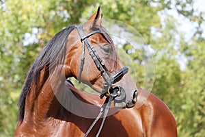 Headshot of a purebred horse against natural background at rural ranch on horse show summertime outddors