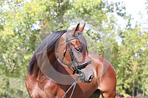 Headshot of a purebred horse against natural background at rural ranch on horse show summertime outddors