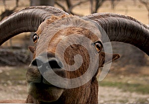 Headshot of an African goat tilting its head, looking at you