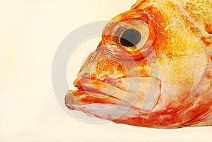 Headshot of redfish