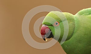 Headshot of a Ring-necked, or rose-ringed, parakeet which is the UK`s most abundant naturalised parrot . photo