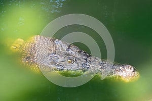 Headshot of Saltwater Crocodile floating around in green water,