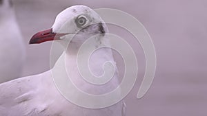 Headshot of Seagull in the evening