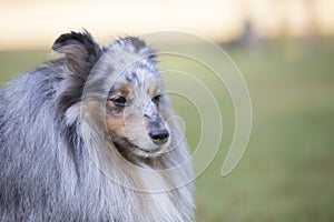 Headshot of a Shetland Sheepdog