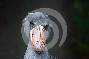 Headshot of Shoebill