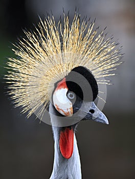 Headshot of a single Grey Crowned Crane bird