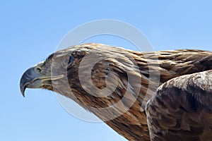 Headshot of a Steppe eagle in Mongolia