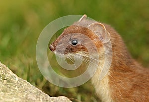A headshot of a Stoat, Mustela Erminea, hunting around in the grass at the British Wildlife Centre.