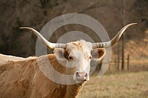 Headshot of a Texas Longhorn