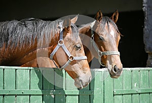 Headshot of two thoroughbred horses