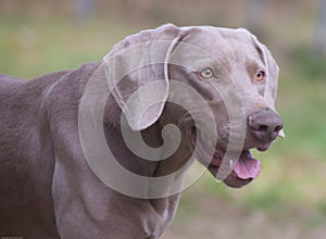 Headshot of a weimaraner dog with beautiful yellow eyes