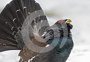 Headshot Western capercaillie wood grouse