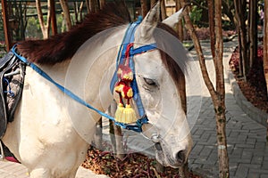 headshot of a white pony horse available for ride in recreation place