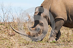 Headshot of white rhino in Ithala game reserve