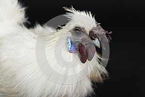 Headshot of white rooster