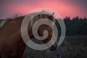 Headshot of a wild horse sunset