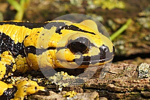 Headshot of the yellow-colored salamander (Salamandra bernardezi) in the natural background photo